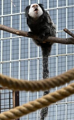Toerism In The Antwerp Zoo-stock-foto