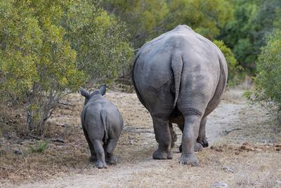 Londolozi Wildlife Reserve,South Africa,Rhino, Diceros bicornis, with calf in a natural setting.-stock-foto