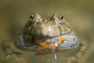 Rotbauchunke Rotbauch Unke Tieflandunke Tiefland Unke Bombina bombina im Wasser Ungarn fire b-stock-foto