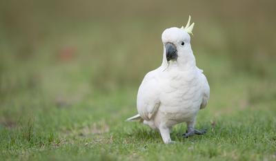 Gelbhaubenkakadu, Gelbhauben-Kakadu (Cacatua galerita), am Boden, Australien, New South Wales, Royal Nationalpark sulphu-stock-foto