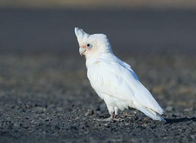 Nacktaugenkakadu, Nacktaugen-Kakadu (Cacatua sanguinea), sitzt am Boden, Australien, Queensland, Emerald little corella-stock-foto