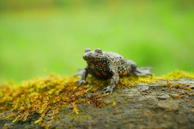 Europ?ische Rotbauchunke bombina bombina, Amphibienfrosch sitzt auf Zweig Tier Moos in Wasser Feuchtgebiet, gef?hrdete Art der Natur, Feuerbauch nat?rliche Reinheit Indikator, Europa-stock-foto