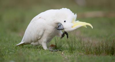 Gelbhaubenkakadu, Gelbhauben-Kakadu (Cacatua galerita), steht auf dem Boden und kratzt sich, Australien, New South Wales-stock-foto