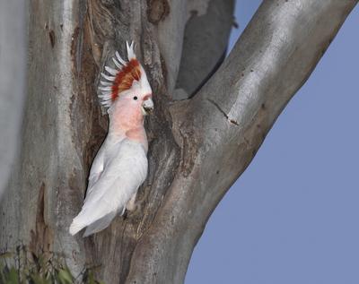Inka-Kakadu, Inkakakadu (Lophocroa leadbeateri), sitzt auf einem Baum, Australien Major Mitchell s Cockatoo, Pink Cockat-stock-foto