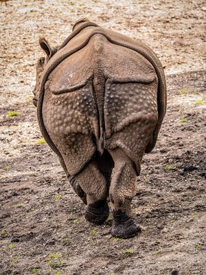 Nahaufnahme eines Nashorns, das von der Kamera weggeht, in einem nat?rlichen Lebensraum-stock-foto