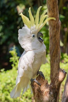 white parrot on branch white parrot on branch Copyright: xZoonar.com/DiKKY_Ox 15907556-stock-foto