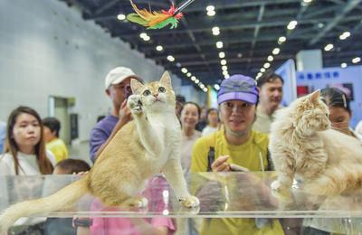 Nanning Pet Expo-stock-foto