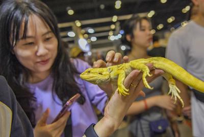 Nanning Pet Expo-stock-foto