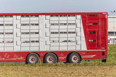 Viehtransporter auf der Schw?bischen Alb. // 27.10.2021: Deutschland, Baden-W?rttemberg, Dornstadt. *** Cattle truck on-stock-foto