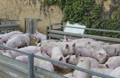 Landwirtschaft DEUTSCHLAND, Niedersachsen, Gifhorn, Schweinehaltung, Schweinestall mit Auslauf f?r die Tiere Niedersachs-stock-foto