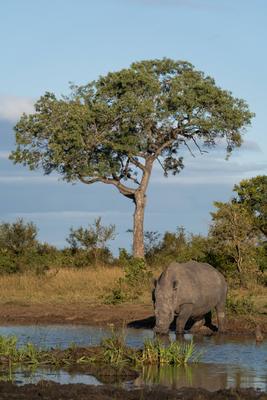 Londolozi Wildlife Reserve,South Africa,Rhino, Ceratotherium simum, drinking at a pan.-stock-foto