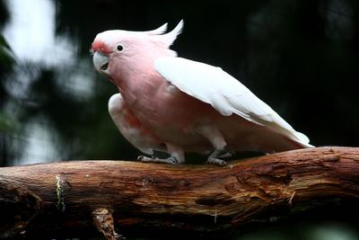 24.09.2024, xsvx, Zoo Karlsruhe Tiere, v.l. Vogel Kakadu Inka Inka-Kakadu (Cacatua leadbeateri) Major Mitchells™s Cockat-stock-foto