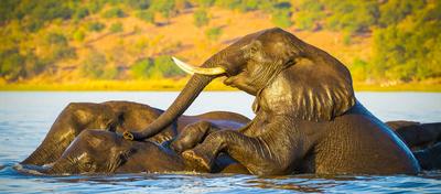 Elephant Herd Crossing Chobe River Herd of elephants swimming across the Chobe River in Botswana, Africa at sunset (Lice-stock-foto