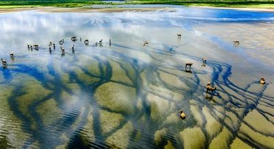 YANCHENG, CHINA - JULY 29: Aerial view of a herd of milu deer, or elk, a national first-class protected species, wanderi-stock-foto