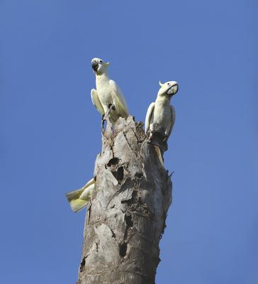 Timor-Gelbwangenkakadu, Timorgelbwangenkakadu, Gelbwangenkakadu, Gelbwangen-Kakadu (Cacatua sulphurea parvula, Cacatua p-stock-foto