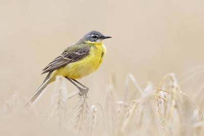 im (fast) reifen Getreide... Wiesenschafstelze * Motacilla flava * oder einfach nur Schafstelze, M?nnchen im Prachtkleid sitzt auf den Spitzen von Gerste, besonders h?bscher Singvogel der offenen Feldflur, heimische Natur ***-stock-foto