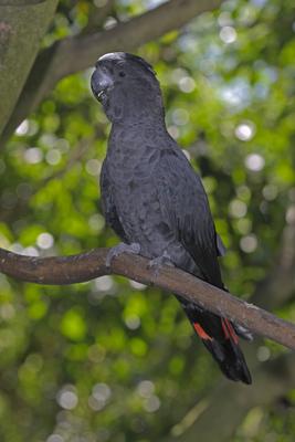 schwarzer Rotschwanzkakadu, Calyptorhynchus banksii, Queensland, Australien mcpins *** black red-tailed cockatoo, Calypt-stock-foto