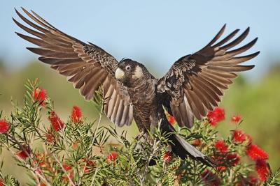 Carnabys Weissohr Rabenkakadu Carnabys Weissohrrabenkakadu Calyptorhynchus latirostris auf Call-stock-foto