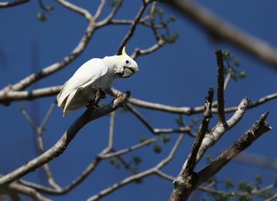 Gelbwangenkakadu, Gelbwangen-Kakadu (Cacatua sulphurea), sitzt auf einem Zweig, Indonesien, Sulawesi, Komodo island Yell-stock-foto