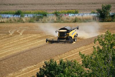 Erfurt, 07.08.2025 Getreiteernte auf einem Feld zwischen Erfurt Dittelstedt und dem Erfurter Herrenberg *** Erfurt, 07 0-stock-foto