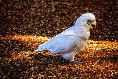 Salmon-crested Cockatoo (Cacatua moluccensis) Close-up of a Salmon-crested Cockatoo (Cacatua moluccensis) in Sydney, NSW-stock-foto