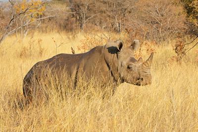Endangered white rhinoceros (Ceratotherium simum) in natural habitat Endangered white rhinoceros (Ceratotherium simum) i-stock-foto