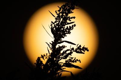 Vollmond-stock-foto