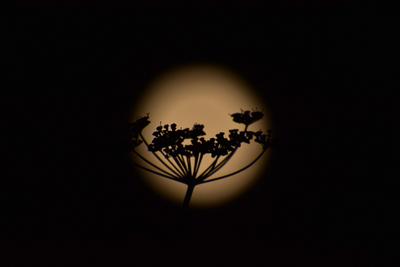 Full Moon Know as Sturgeon Is Seen Over Srinagar-stock-foto