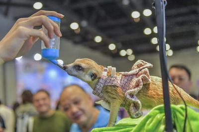 Nanning Pet Expo-stock-foto