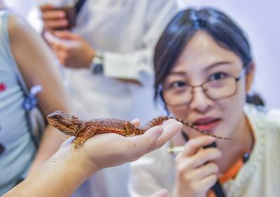 Nanning Pet Expo-stock-foto