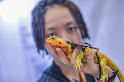Nanning Pet Expo-stock-foto
