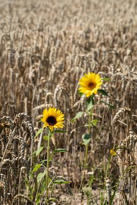 Zwei Sonnenblumen wachsen bei Sonnenschein und sommerlichen Temperaturen neben einem Weizenfeld bei Rottweil. Rottweil B-stock-foto