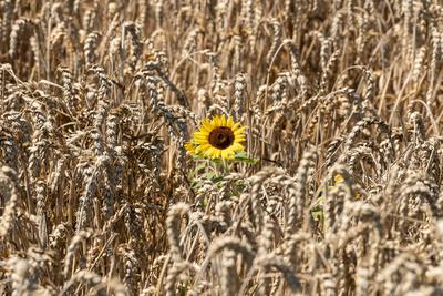 Eine Sonnenblume w?chst bei Sonnenschein und sommerlichen Temperaturen inmitten eines Weizenfelds bei Rottweil. Rottweil-stock-foto