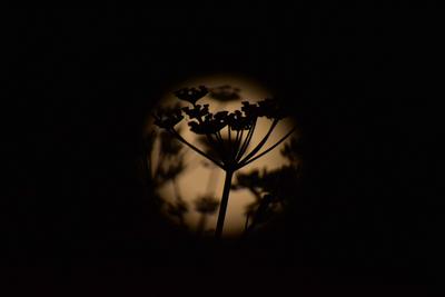 Full Moon Know as Sturgeon Is Seen Over Srinagar-stock-foto