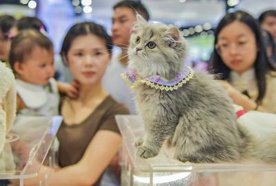Nanning Pet Expo-stock-foto