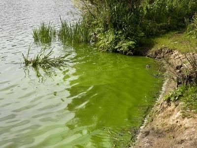 cntv Im Hamburger Stadtparksee und in den zufuehrenden Kanael der Alster sind vermehrt Blaualgen aufgetreten so das die Beh?rde offiziell davor warnt. Blaualgen Alarm im Hamburger Stadtparksee die Beh?rde warnt es sind Uebelkeit, Erbrechen, Durchfall und Hautreizungen moeglich 09.August 2025 Hamburg Deutschland *** cntv In the Hamburg Stadtparksee and in the canals leading to the Alster, blue-green algae have increased so that the authority officially warns against it Blue-green algae alarm in the Hamburg Stadtparksee the authority warns that nausea, vomiting, diarrhea and skin irritation are possible 09 August 2025 Hamburg Germany-stock-foto