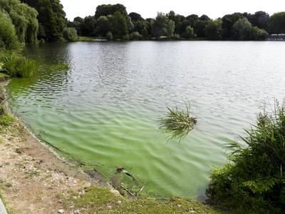 cntv Im Hamburger Stadtparksee und in den zufuehrenden Kanael der Alster sind vermehrt Blaualgen aufgetreten so das die Beh?rde offiziell davor warnt. Blaualgen Alarm im Hamburger Stadtparksee die Beh?rde warnt es sind Uebelkeit, Erbrechen, Durchfall und Hautreizungen moeglich 09.August 2025 Hamburg Deutschland *** cntv In the Hamburg Stadtparksee and in the canals leading to the Alster, blue-green algae have increased so that the authority officially warns against it Blue-green algae alarm in the Hamburg Stadtparksee the authority warns that nausea, vomiting, diarrhea and skin irritation are possible 09 August 2025 Hamburg Germany-stock-foto