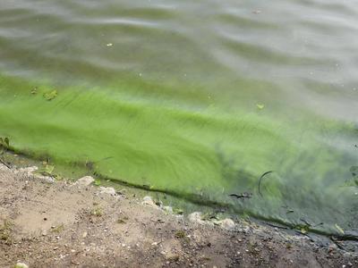 cntv Im Hamburger Stadtparksee und in den zufuehrenden Kanael der Alster sind vermehrt Blaualgen aufgetreten so das die Beh?rde offiziell davor warnt. Blaualgen Alarm im Hamburger Stadtparksee die Beh?rde warnt es sind Uebelkeit, Erbrechen, Durchfall und Hautreizungen moeglich 09.August 2025 Hamburg Deutschland *** cntv In the Hamburg Stadtparksee and in the canals leading to the Alster, blue-green algae have increased so that the authority officially warns against it Blue-green algae alarm in the Hamburg Stadtparksee the authority warns that nausea, vomiting, diarrhea and skin irritation are possible 09 August 2025 Hamburg Germany-stock-foto