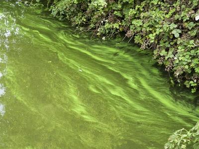 cntv Im Hamburger Stadtparksee und in den zufuehrenden Kanael der Alster sind vermehrt Blaualgen aufgetreten so das die Beh?rde offiziell davor warnt. Blaualgen Alarm im Hamburger Stadtparksee die Beh?rde warnt es sind Uebelkeit, Erbrechen, Durchfall und Hautreizungen moeglich 09.August 2025 Hamburg Deutschland *** cntv In the Hamburg Stadtparksee and in the canals leading to the Alster, blue-green algae have increased so that the authority officially warns against it Blue-green algae alarm in the Hamburg Stadtparksee the authority warns that nausea, vomiting, diarrhea and skin irritation are possible 09 August 2025 Hamburg Germany-stock-foto