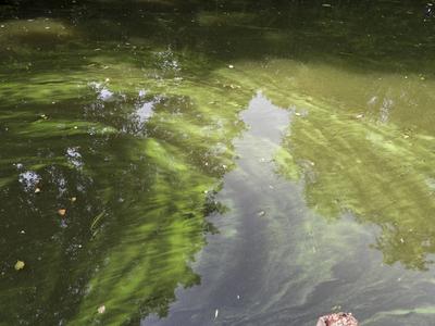 cntv Im Hamburger Stadtparksee und in den zufuehrenden Kanael der Alster sind vermehrt Blaualgen aufgetreten so das die Beh?rde offiziell davor warnt. Blaualgen Alarm im Hamburger Stadtparksee die Beh?rde warnt es sind Uebelkeit, Erbrechen, Durchfall und Hautreizungen moeglich 09.August 2025 Hamburg Deutschland *** cntv In the Hamburg Stadtparksee and in the canals leading to the Alster, blue-green algae have increased so that the authority officially warns against it Blue-green algae alarm in the Hamburg Stadtparksee the authority warns that nausea, vomiting, diarrhea and skin irritation are possible 09 August 2025 Hamburg Germany-stock-foto