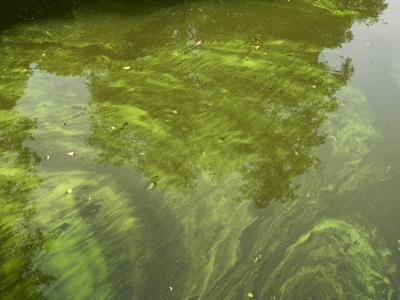 cntv Im Hamburger Stadtparksee und in den zufuehrenden Kanael der Alster sind vermehrt Blaualgen aufgetreten so das die Beh?rde offiziell davor warnt. Blaualgen Alarm im Hamburger Stadtparksee die Beh?rde warnt es sind Uebelkeit, Erbrechen, Durchfall und Hautreizungen moeglich 09.August 2025 Hamburg Deutschland *** cntv In the Hamburg Stadtparksee and in the canals leading to the Alster, blue-green algae have increased so that the authority officially warns against it Blue-green algae alarm in the Hamburg Stadtparksee the authority warns that nausea, vomiting, diarrhea and skin irritation are possible 09 August 2025 Hamburg Germany-stock-foto