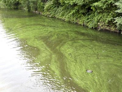 cntv Im Hamburger Stadtparksee und in den zufuehrenden Kanael der Alster sind vermehrt Blaualgen aufgetreten so das die Beh?rde offiziell davor warnt. Blaualgen Alarm im Hamburger Stadtparksee die Beh?rde warnt es sind Uebelkeit, Erbrechen, Durchfall und Hautreizungen moeglich 09.August 2025 Hamburg Deutschland *** cntv In the Hamburg Stadtparksee and in the canals leading to the Alster, blue-green algae have increased so that the authority officially warns against it Blue-green algae alarm in the Hamburg Stadtparksee the authority warns that nausea, vomiting, diarrhea and skin irritation are possible 09 August 2025 Hamburg Germany-stock-foto