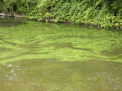 cntv Im Hamburger Stadtparksee und in den zufuehrenden Kanael der Alster sind vermehrt Blaualgen aufgetreten so das die Beh?rde offiziell davor warnt. Blaualgen Alarm im Hamburger Stadtparksee die Beh?rde warnt es sind Uebelkeit, Erbrechen, Durchfall und Hautreizungen moeglich 09.August 2025 Hamburg Deutschland *** cntv In the Hamburg Stadtparksee and in the canals leading to the Alster, blue-green algae have increased so that the authority officially warns against it Blue-green algae alarm in the Hamburg Stadtparksee the authority warns that nausea, vomiting, diarrhea and skin irritation are possible 09 August 2025 Hamburg Germany-stock-foto