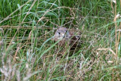 Arbeit der Greifvogelhilfe R?srath.-stock-foto