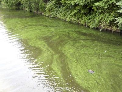 cntv Im Hamburger Stadtparksee und in den zufuehrenden Kanael der Alster sind vermehrt Blaualgen aufgetreten so das die Beh?rde offiziell davor warnt. Blaualgen Alarm im Hamburger Stadtparksee die Beh?rde warnt es sind Uebelkeit, Erbrechen, Durchfall und Hautreizungen moeglich 09.August 2025 Hamburg Deutschland *** cntv In the Hamburg Stadtparksee and in the canals leading to the Alster, blue-green algae have increased so that the authority officially warns against it Blue-green algae alarm in the Hamburg Stadtparksee the authority warns that nausea, vomiting, diarrhea and skin irritation are possible 09 August 2025 Hamburg Germany-stock-foto