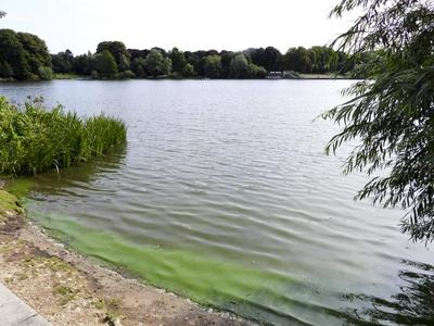 cntv Im Hamburger Stadtparksee und in den zufuehrenden Kanael der Alster sind vermehrt Blaualgen aufgetreten so das die Beh?rde offiziell davor warnt. Blaualgen Alarm im Hamburger Stadtparksee die Beh?rde warnt es sind Uebelkeit, Erbrechen, Durchfall und Hautreizungen moeglich 09.August 2025 Hamburg Deutschland *** cntv In the Hamburg Stadtparksee and in the canals leading to the Alster, blue-green algae have increased so that the authority officially warns against it Blue-green algae alarm in the Hamburg Stadtparksee the authority warns that nausea, vomiting, diarrhea and skin irritation are possible 09 August 2025 Hamburg Germany-stock-foto