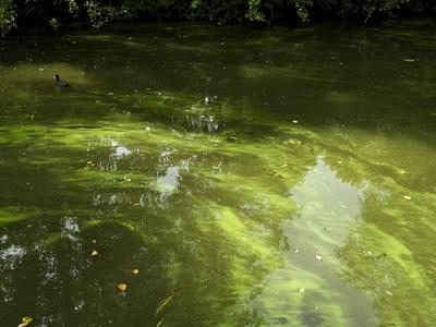 cntv Im Hamburger Stadtparksee und in den zufuehrenden Kanael der Alster sind vermehrt Blaualgen aufgetreten so das die Beh?rde offiziell davor warnt. Blaualgen Alarm im Hamburger Stadtparksee die Beh?rde warnt es sind Uebelkeit, Erbrechen, Durchfall und Hautreizungen moeglich 09.August 2025 Hamburg Deutschland *** cntv In the Hamburg Stadtparksee and in the canals leading to the Alster, blue-green algae have increased so that the authority officially warns against it Blue-green algae alarm in the Hamburg Stadtparksee the authority warns that nausea, vomiting, diarrhea and skin irritation are possible 09 August 2025 Hamburg Germany-stock-foto