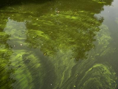cntv Im Hamburger Stadtparksee und in den zufuehrenden Kanael der Alster sind vermehrt Blaualgen aufgetreten so das die Beh?rde offiziell davor warnt. Blaualgen Alarm im Hamburger Stadtparksee die Beh?rde warnt es sind Uebelkeit, Erbrechen, Durchfall und Hautreizungen moeglich 09.August 2025 Hamburg Deutschland *** cntv In the Hamburg Stadtparksee and in the canals leading to the Alster, blue-green algae have increased so that the authority officially warns against it Blue-green algae alarm in the Hamburg Stadtparksee the authority warns that nausea, vomiting, diarrhea and skin irritation are possible 09 August 2025 Hamburg Germany-stock-foto
