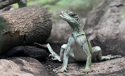 Toerism In The Antwerp Zoo-stock-foto