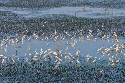 Hongze Lake Wetland Blooming Lotus Flower Egrets-stock-foto